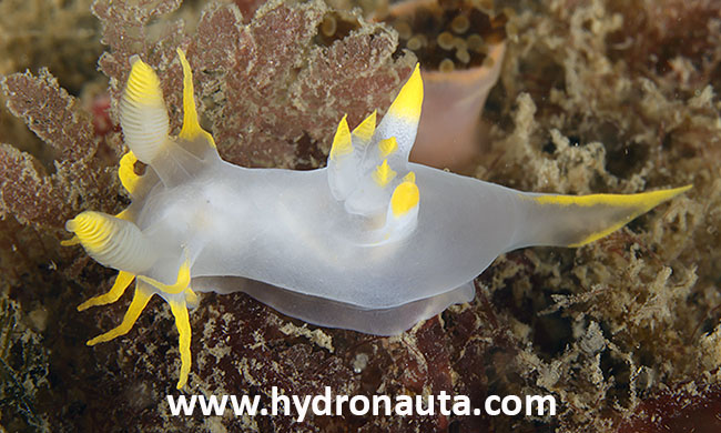 Polycera kernowensis